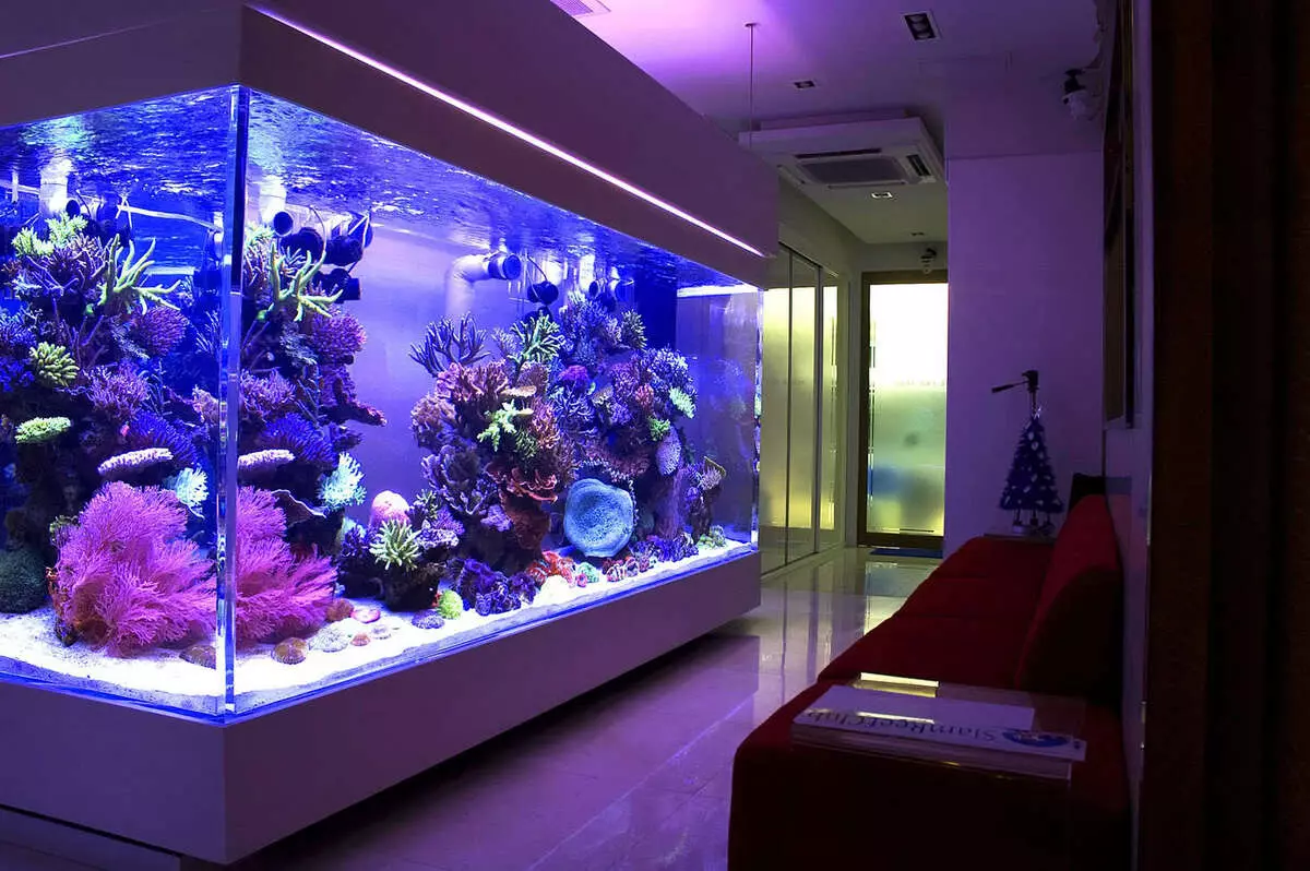 Quanto spesso hai bisogno di cambiare l'acqua nell'acquario? 19 foto Quante volte hai bisogno di cambiare acqua nell'acquario di 10 e 20, 30 e 50 litri? Regole della sostituzione dell'acqua per pescare dopo il primo lancio 11455_3