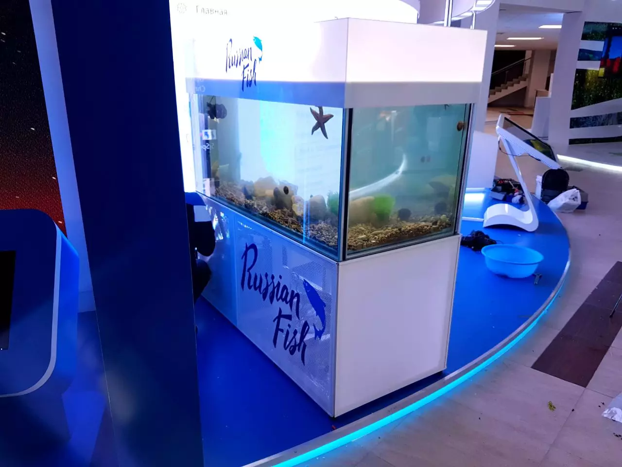 Kukangaki udinga ukushintsha amanzi e-aquarium? Isithombe esingakanani udinga ukushintsha amanzi e-aquarium ngo-10 no-20, 30 no-50 amalitha? Imithetho yokufaka esikhundleni samanzi ukudoba ngemuva kokuvulwa kokuqala 11455_4