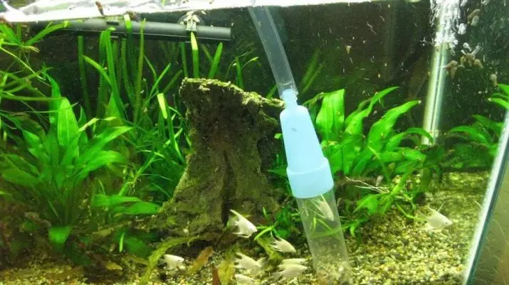 Quanto spesso hai bisogno di cambiare l'acqua nell'acquario? 19 foto Quante volte hai bisogno di cambiare acqua nell'acquario di 10 e 20, 30 e 50 litri? Regole della sostituzione dell'acqua per pescare dopo il primo lancio 11455_6