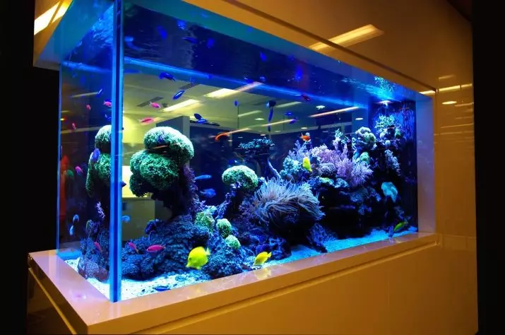 Kukangaki udinga ukushintsha amanzi e-aquarium? Isithombe esingakanani udinga ukushintsha amanzi e-aquarium ngo-10 no-20, 30 no-50 amalitha? Imithetho yokufaka esikhundleni samanzi ukudoba ngemuva kokuvulwa kokuqala 11455_8