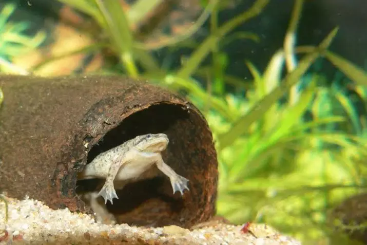 Akvarijske žabe (21 fotografije): Sadržaj u akvarijumu i negu, opis patuljaka i male žute kućne žabe. Šta ih nahraniti? Kompatibilan sa ribom 11459_14