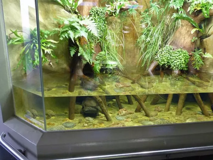 Akvarijske žabe (21 fotografije): Sadržaj u akvarijumu i negu, opis patuljaka i male žute kućne žabe. Šta ih nahraniti? Kompatibilan sa ribom 11459_17