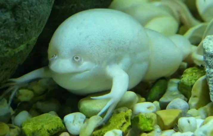 Aquarium Frogs (21 Mga Litrato): sulud sa aquarium ug pag-atiman, paghulagway sa dwarf ug gagmay nga mga yellow yellow home frogs. Unsa man ang pakan-a kanila? Nahiuyon sa mga Isda 11459_18