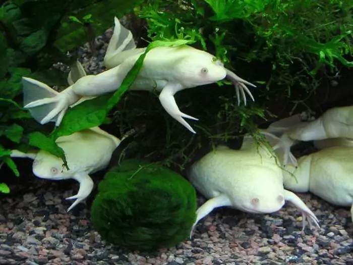 Li-aquarium Frogs (liforo tsa 21): Likahare tsa Aquarium le Tlhokomelo ea Aquarium le Tlhokomelo ea lihokelo tsa lapeng. Seo ba ka ba fepang tsona? E tsamaisana le Litlhapi 11459_5