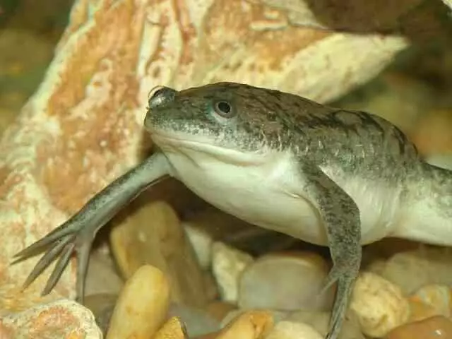 Akvarijske žabe (21 fotografije): Sadržaj u akvarijumu i negu, opis patuljaka i male žute kućne žabe. Šta ih nahraniti? Kompatibilan sa ribom 11459_6