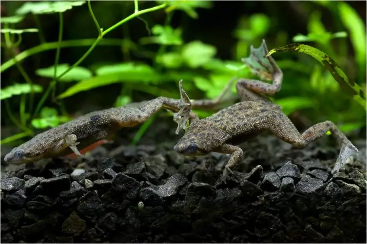 Akvarijske žabe (21 fotografije): Sadržaj u akvarijumu i negu, opis patuljaka i male žute kućne žabe. Šta ih nahraniti? Kompatibilan sa ribom 11459_7