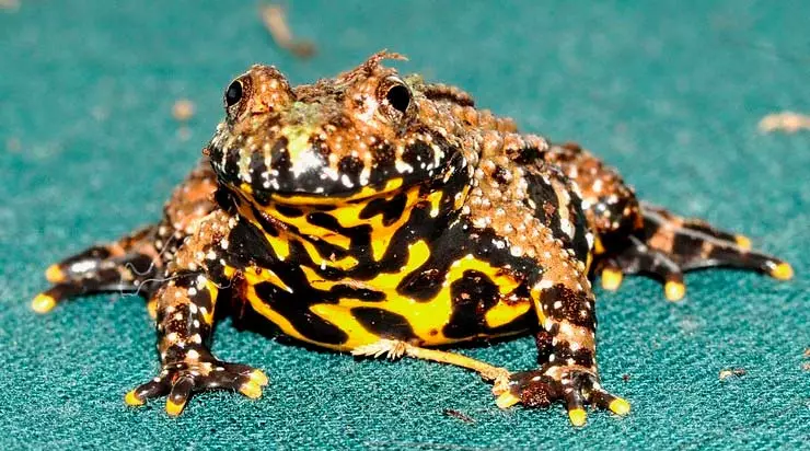 Akvarijske žabe (21 fotografije): Sadržaj u akvarijumu i negu, opis patuljaka i male žute kućne žabe. Šta ih nahraniti? Kompatibilan sa ribom 11459_8