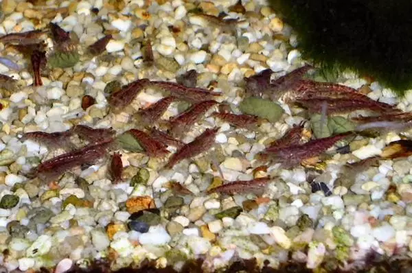 Akvaariumi krevett-Cherry (15 fotot): sisu ja hooldus. Mida sööta kirsi krevetid? Kui palju kirsi krevetid elavad ühises akvaariumis? Kes läheb? 11471_11