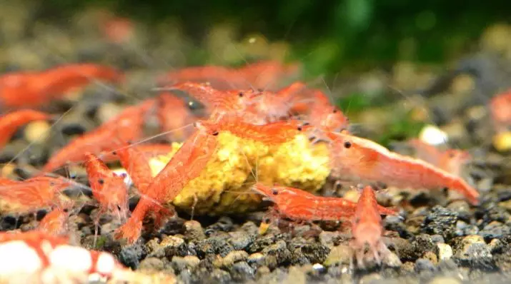 I-Aquarium Shrimp-Cherry (izithombe eziyi-15): Okuqukethwe nokunakekelwa. Yini ukondla ama-cherry shrimps? Mangaki ama-shrimps we-cherry ahlala ku-aquarium ejwayelekile? Ngubani ozungeza naye? 11471_13