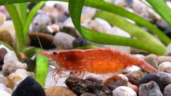 I-Aquarium Shrimp-Cherry (izithombe eziyi-15): Okuqukethwe nokunakekelwa. Yini ukondla ama-cherry shrimps? Mangaki ama-shrimps we-cherry ahlala ku-aquarium ejwayelekile? Ngubani ozungeza naye? 11471_3