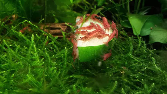 Аквариум ракчиња-цреши (15 фотографии): содржина и грижа. Што да се хранат цреша ракчиња? Колку цреша ракчиња живеат во заеднички аквариум? Кој се извлекува? 11471_9