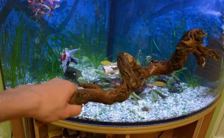 Korygi for Aquarium (18 Foto): Reka bentuk akuarium dengan bakau. Bagaimana jika mereka melukis air? Apa yang boleh digunakan? 11478_10