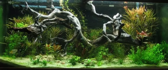 Korygi na akvárium (18 fotiek): Aquarium Design s Mangrovou. Čo ak maľujú vodu? Aké snags možno použiť? 11478_18