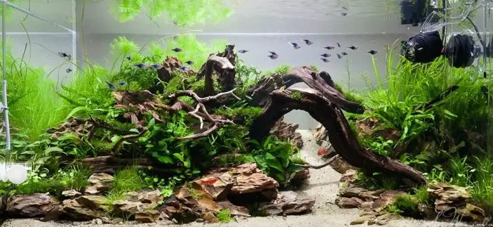 Korygi na akvárium (18 fotiek): Aquarium Design s Mangrovou. Čo ak maľujú vodu? Aké snags možno použiť? 11478_2