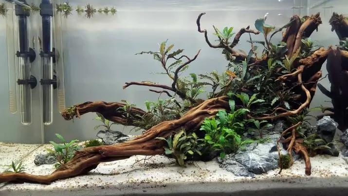 Korygi akvaariolle (18 valokuvaa): Aquarium Design Mangroves. Mitä jos he maalaavat vettä? Mitä snoksia voidaan käyttää? 11478_3