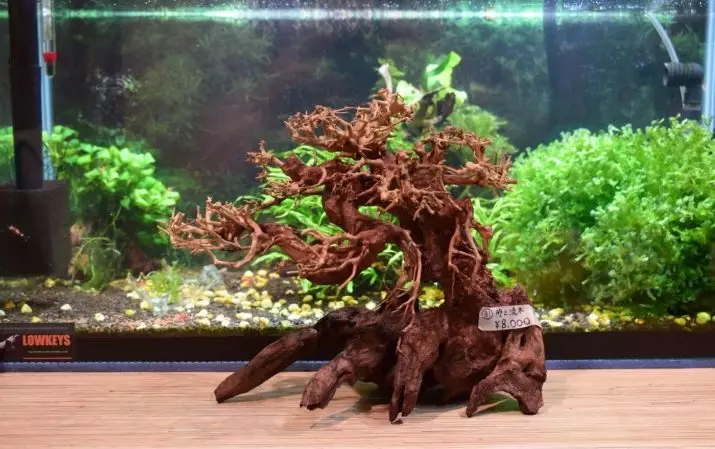 Korygi für Aquarium (18 Fotos): Aquarium-Design mit Mangroven. Was ist, wenn sie Wasser malen? Welche Snags können verwendet werden? 11478_7