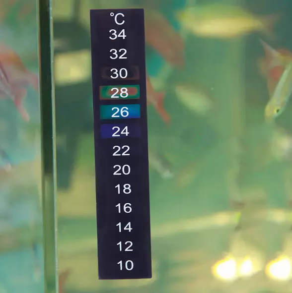 Таблица-аквариум (24 снимки): възможности за вземане на стъклена маса за кафе с риби от тръби. Избор на аквариум маси в интериора 11480_21