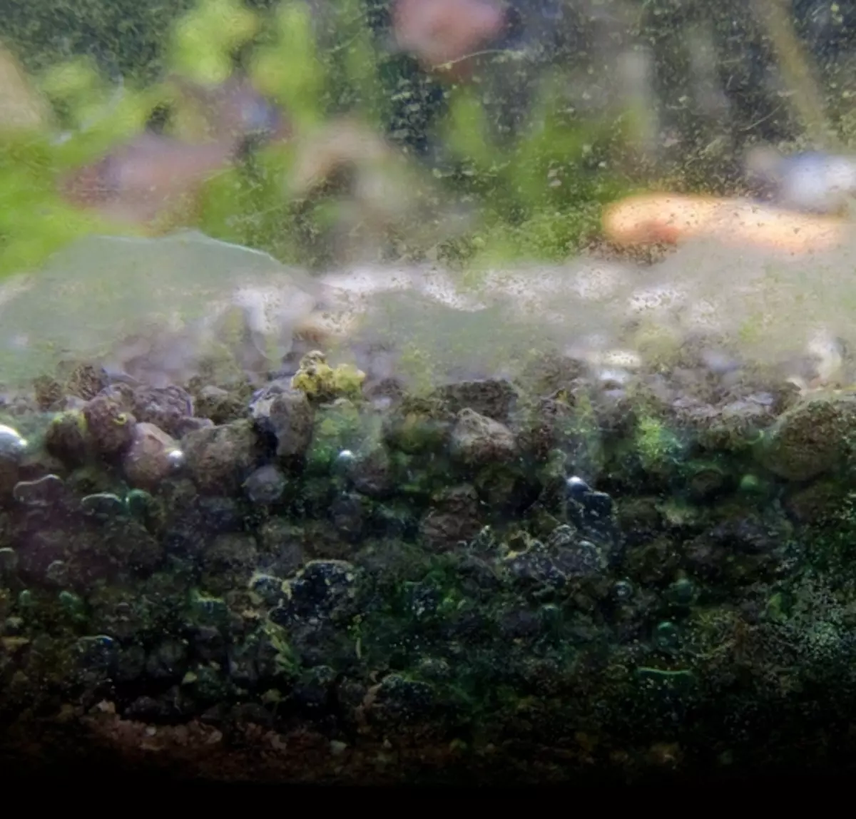 UV-sterilointit akvaariolle (16 valokuvaa): Miksi tarvitsen akvaarion ultraviolettivalaisinta? Veden desinfiointivalaisimien hyödyt ja haitat 11481_10