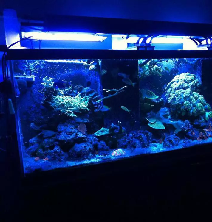 UV Sterilies ar gyfer Aquarium (16 Lluniau): Pam mae angen lamp uwchfioled Aquarium? Manteision a niwed y lampau ar gyfer diheintio dŵr 11481_12