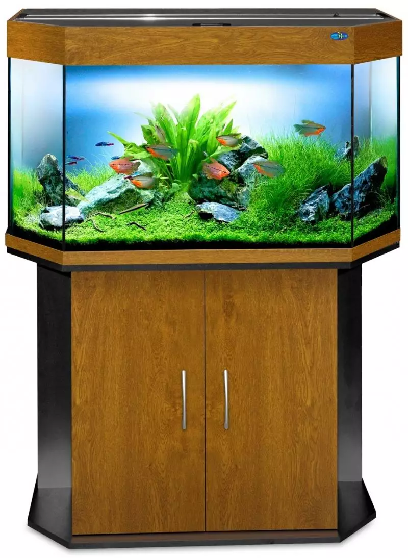 Панорамалық аквариумдар (12 сурет): панораманың жағымсыз және кемшіліктері. Тіктөртұрышты жақсы. 100, 120, 150 және 200 литр модельдердің дизайны 11489_3