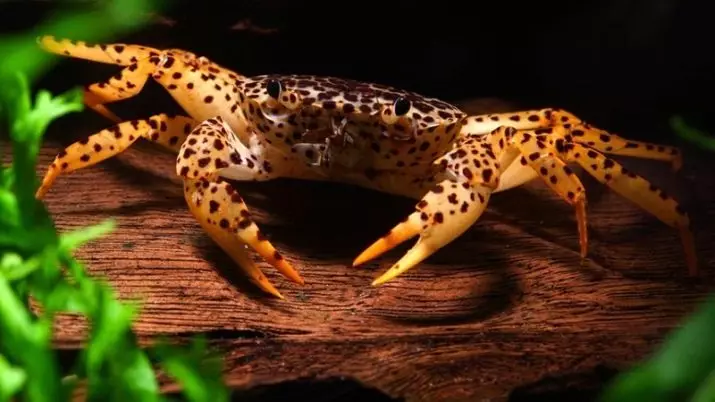 Cangrejos de acuario (24 fotos): matices do contido de auga doce e outros representantes. Que alimentar arcoiris, mangle e cangrexos doutras especies 11490_13