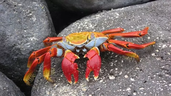Aquarium Crabs (24 Sawirro): Waa kuwaa oo ay tahay waxa ku jira biyaha nadiif ah iyo wakiillo kale. Miisaankoodu yahay qaansoroobaad, mangrove iyo ciribtirka noocyada kale 11490_15