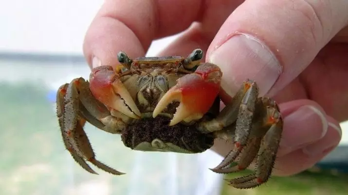 Akwarium crabs (24 photos): nuances nke ọdịnaya nke freshwater na ndị ọzọ na-anọchite anya. Than udia eke na egwurugwu, mangrove na crabs nke ọzọ di iche iche 11490_22