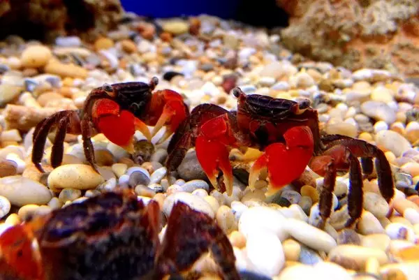 Aquarium Crabs (24 Sawirro): Waa kuwaa oo ay tahay waxa ku jira biyaha nadiif ah iyo wakiillo kale. Miisaankoodu yahay qaansoroobaad, mangrove iyo ciribtirka noocyada kale 11490_3