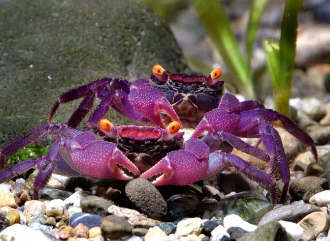 Aquarium Crabs (24 Sawirro): Waa kuwaa oo ay tahay waxa ku jira biyaha nadiif ah iyo wakiillo kale. Miisaankoodu yahay qaansoroobaad, mangrove iyo ciribtirka noocyada kale 11490_5