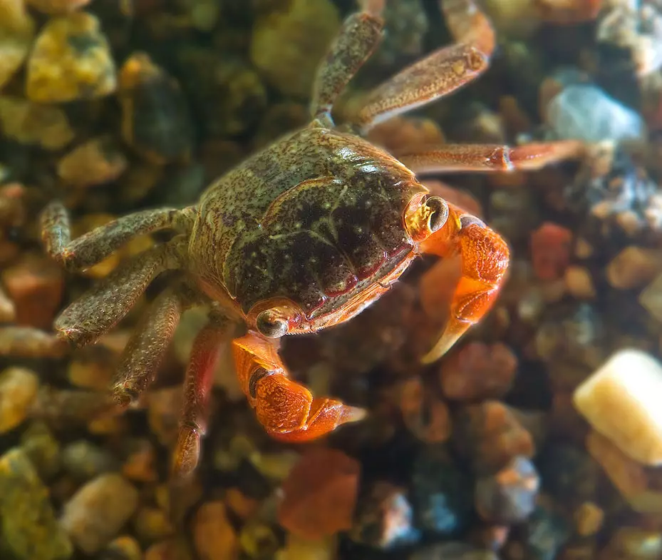 Cangrejos de acuario (24 fotos): matices do contido de auga doce e outros representantes. Que alimentar arcoiris, mangle e cangrexos doutras especies 11490_6