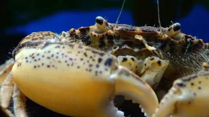 Aquarium Crabs (24 Sawirro): Waa kuwaa oo ay tahay waxa ku jira biyaha nadiif ah iyo wakiillo kale. Miisaankoodu yahay qaansoroobaad, mangrove iyo ciribtirka noocyada kale 11490_7