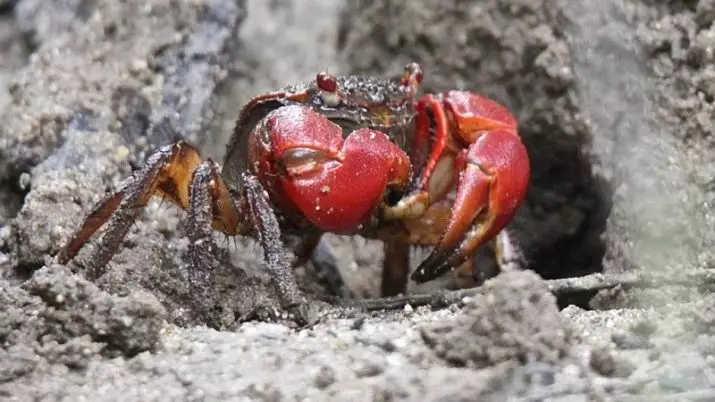 Aquarium Crabs (24 Sawirro): Waa kuwaa oo ay tahay waxa ku jira biyaha nadiif ah iyo wakiillo kale. Miisaankoodu yahay qaansoroobaad, mangrove iyo ciribtirka noocyada kale 11490_8