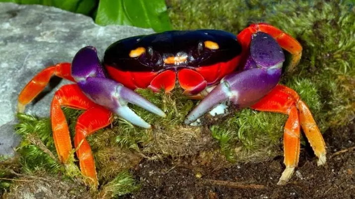 Akwarium crabs (24 photos): nuances nke ọdịnaya nke freshwater na ndị ọzọ na-anọchite anya. Than udia eke na egwurugwu, mangrove na crabs nke ọzọ di iche iche 11490_9