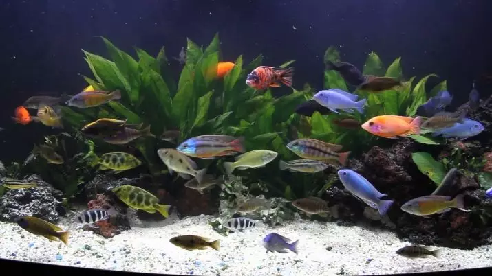 Ali moram ugasniti luči na noč v akvariju? 12 fotografija Koliko svetlobe je gori za ribe in rastline? Ali lahko izklopim nočne luči za ribe? 11493_12