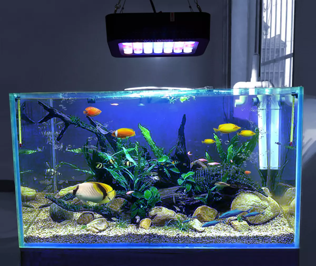 Дали треба да ја исклучам светлината во ноќта во аквариумот? 12 Фото Колку треба светлината да гори за риби и растенија? Може ли да ги исклучам ноќните светла на рибата? 11493_5