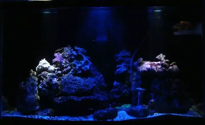 Muss ich das Licht in der Nacht im Aquarium ausschalten? 12 Foto Wie viel sollte das Licht für Fische und Pflanzen brennend sein? Kann ich die Nachtlichter an den Fisch ausschalten? 11493_8