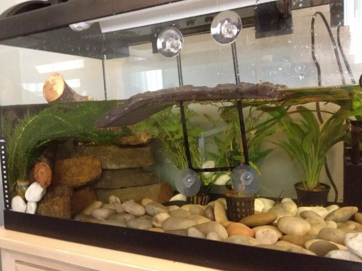 Triton akvárium (18 fotók): Az akvárium tartalma halakkal. Spanyol tritonok és más fajok. Mennyit élnek? Mit takarmányozzák őket? 11495_14