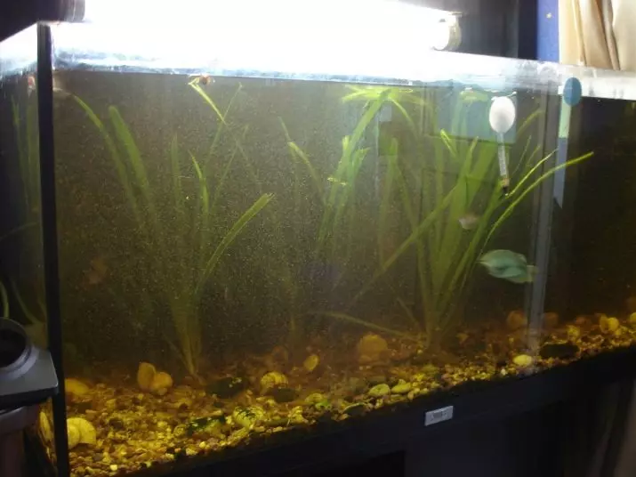 Manĝaĵo por Aquarium Fish: Elektu vivajn manĝaĵojn kaj frostajn fiŝojn manĝantajn hejme. Kion nutri Fry en akvario? 11501_14