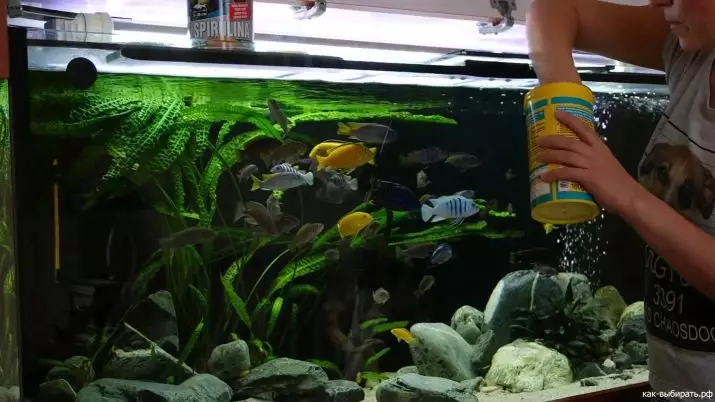 Храна за аквариум риба: Изберете жива храна и замрзнати риби хранење дома. Што да се хранат СРЈ во аквариум? 11501_27