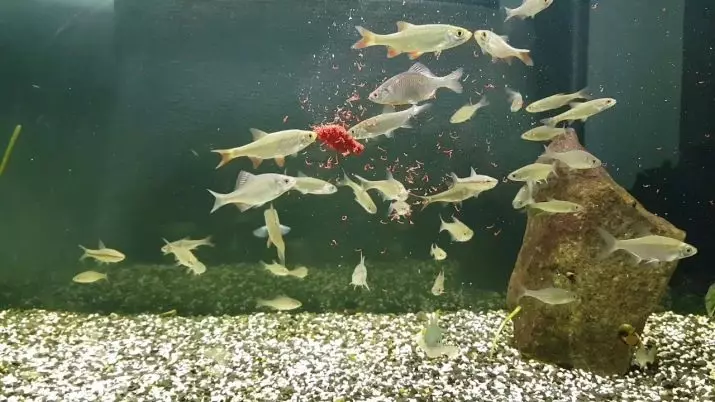 Manĝaĵo por Aquarium Fish: Elektu vivajn manĝaĵojn kaj frostajn fiŝojn manĝantajn hejme. Kion nutri Fry en akvario? 11501_39