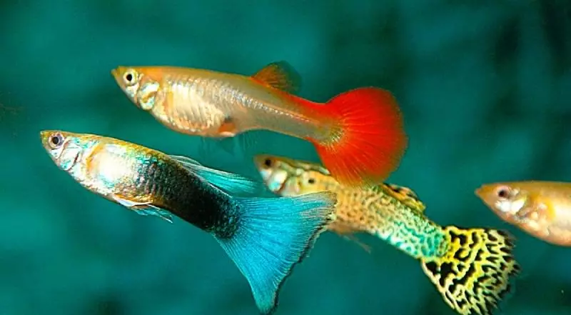 ایکویریم مچھلی (59 فوٹو): گھر میں ایکویریم مچھلی کی نسل، ایکویریم کے لئے مچھلی کا انتخاب، دلچسپ حقائق 11502_11