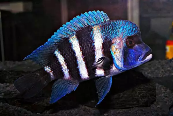 ایکویریم مچھلی (59 فوٹو): گھر میں ایکویریم مچھلی کی نسل، ایکویریم کے لئے مچھلی کا انتخاب، دلچسپ حقائق 11502_14