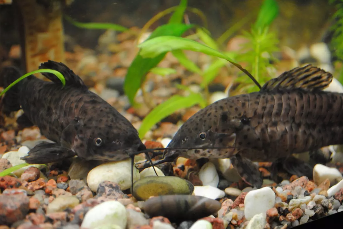 Acquario Pesce (59 foto): Allevamento Acquario Pesce a casa, Scelta di pesce per acquario, fatti interessanti 11502_16