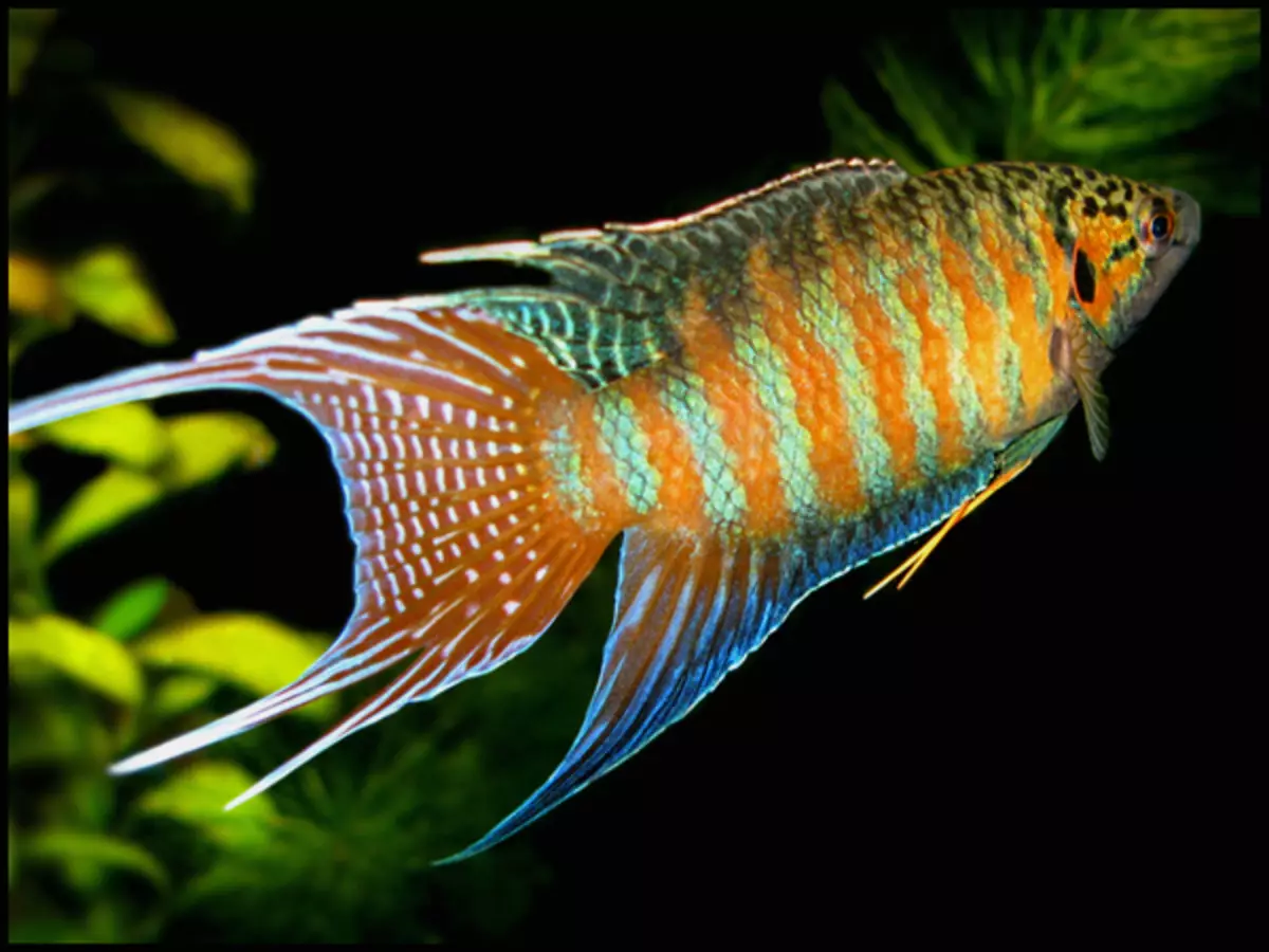 Аквариум риба (59 фотографии): одгледување аквариум риба дома, избор на риба за аквариум, интересни факти 11502_19