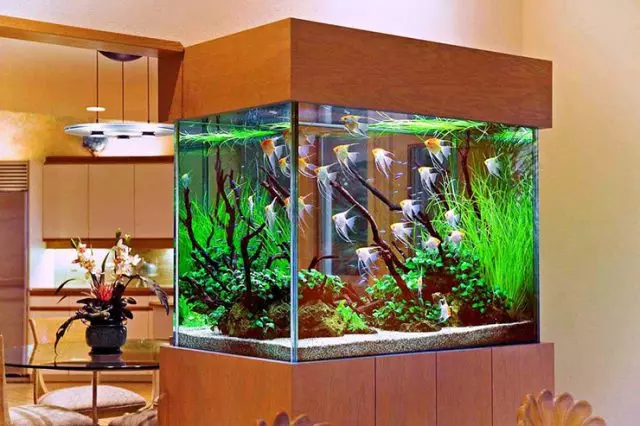 Аквариум риба (59 фотографии): одгледување аквариум риба дома, избор на риба за аквариум, интересни факти 11502_21