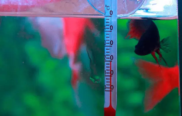 Аквариум риба (59 фотографии): одгледување аквариум риба дома, избор на риба за аквариум, интересни факти 11502_25