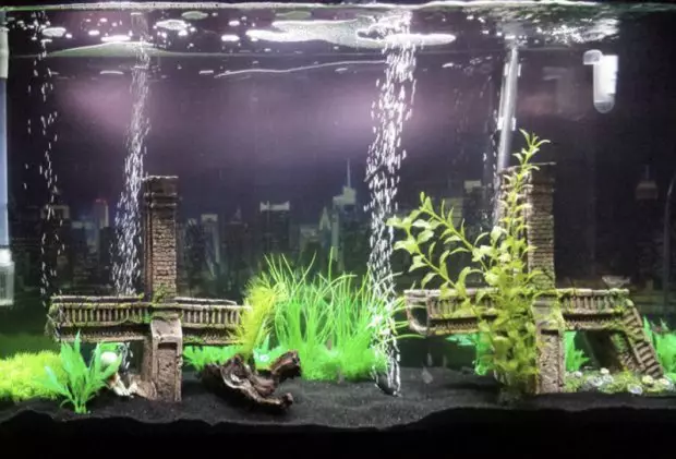 Аквариум риба (59 фотографии): одгледување аквариум риба дома, избор на риба за аквариум, интересни факти 11502_26