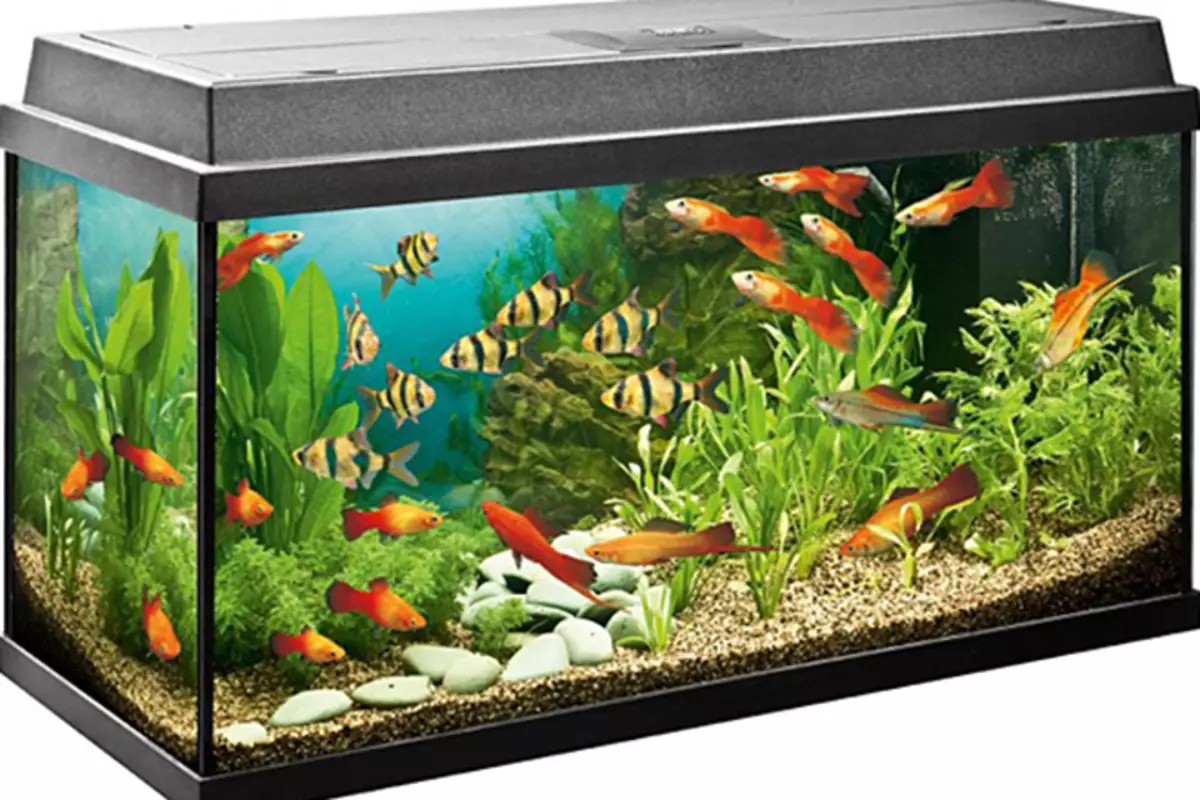 Iasc aquarium (59 grianghraf): iasc aquarium pórú sa bhaile, rogha éisc le haghaidh aquarium, fíricí suimiúla 11502_3