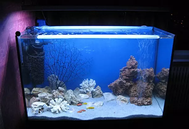 Acquario Pesce (59 foto): Allevamento Acquario Pesce a casa, Scelta di pesce per acquario, fatti interessanti 11502_35