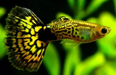 Аквариум риба (59 фотографии): одгледување аквариум риба дома, избор на риба за аквариум, интересни факти 11502_39